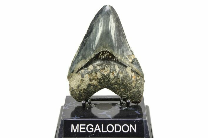 Serrated, Fossil Megalodon Tooth - Indonesia #309209